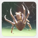 Search for weaver stickers Spider