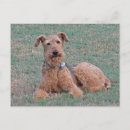 Search for airedale postcards Funny