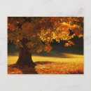 Search for tree postcards Nature