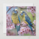 Search for budgie cards Bird