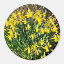 Search for spring daffodils magnets Botanical