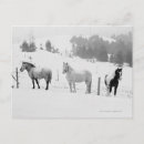 Search for horse ranch postcards Wild west