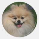 Search for spitz stickers Sitting