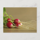 Search for radish postcards Garden