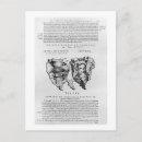 Search for vertebrae postcards Medical