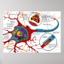 Search for neuron posters Cell