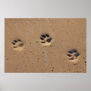 Search for animal tracks posters Dog