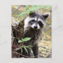 Search for racoons postcards Nature