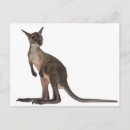 Search for wallaby postcards Wildlife