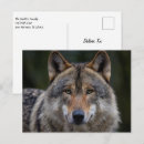 Search for grey wolf postcards Wild