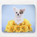 Search for chihuahua mouse mats Flowers
