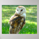 Search for barn owl posters Wild birds