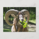 Search for rams postcards Nature