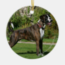 Search for brindle boxer dog christmas tree decorations Bob and pam langrish