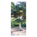 Search for tree rack cards Nature