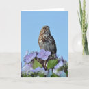 Search for wren bird cards Songbird