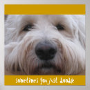 Search for labradoodles art Dog
