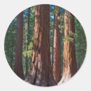 Search for redwood trees stickers California