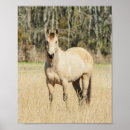 Search for buckskin posters Tan