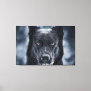Search for german shepherd canvas prints Animals