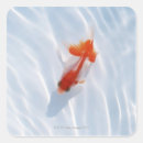 Search for goldfish stickers Animal