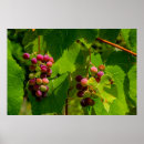 Search for for isabel posters Grape