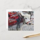 Search for himalayas postcards Yak