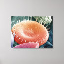 Search for diatoms art Biology