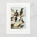 Search for auk Bird