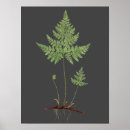 Search for roots photography Plant