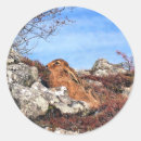 Search for brown hare stickers Animals