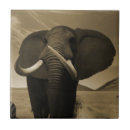 Search for conservative tiles Wildlife