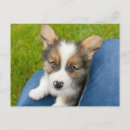 Search for cute corgi postcards Queen elizabeth's
