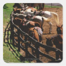 Search for horse saddle stickers Rodeo