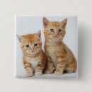 Search for gingers square badges Kitten