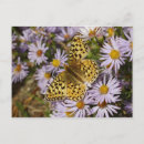 Search for aster postcards Purple