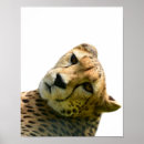 Search for cheetah animal posters Wild