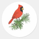 Search for red cardinal stickers Pine tree