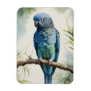 Search for parakeet magnets Parrot