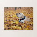 Search for labrador puzzles Dog