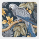 Search for african grey parrot Tropical