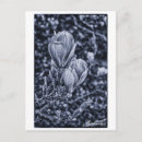 Search for spring bud postcards Photography