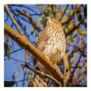 Search for raptors posters Bird of prey