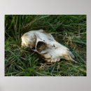 Search for dead head art Animal