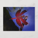 Search for red dragonfly postcards Dragonflies