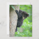 Search for black bear cards Woodland