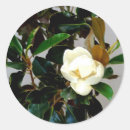 Search for southern magnolia stickers White