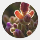 Search for buds stickers Blooming