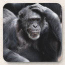 Search for chimpanzees coasters Primates