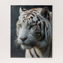 Search for white tiger puzzles Wildlife